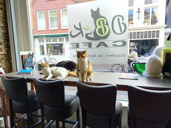 DigiBeet en Katten Cafe